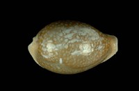 藏品(初雪寶螺)的圖片